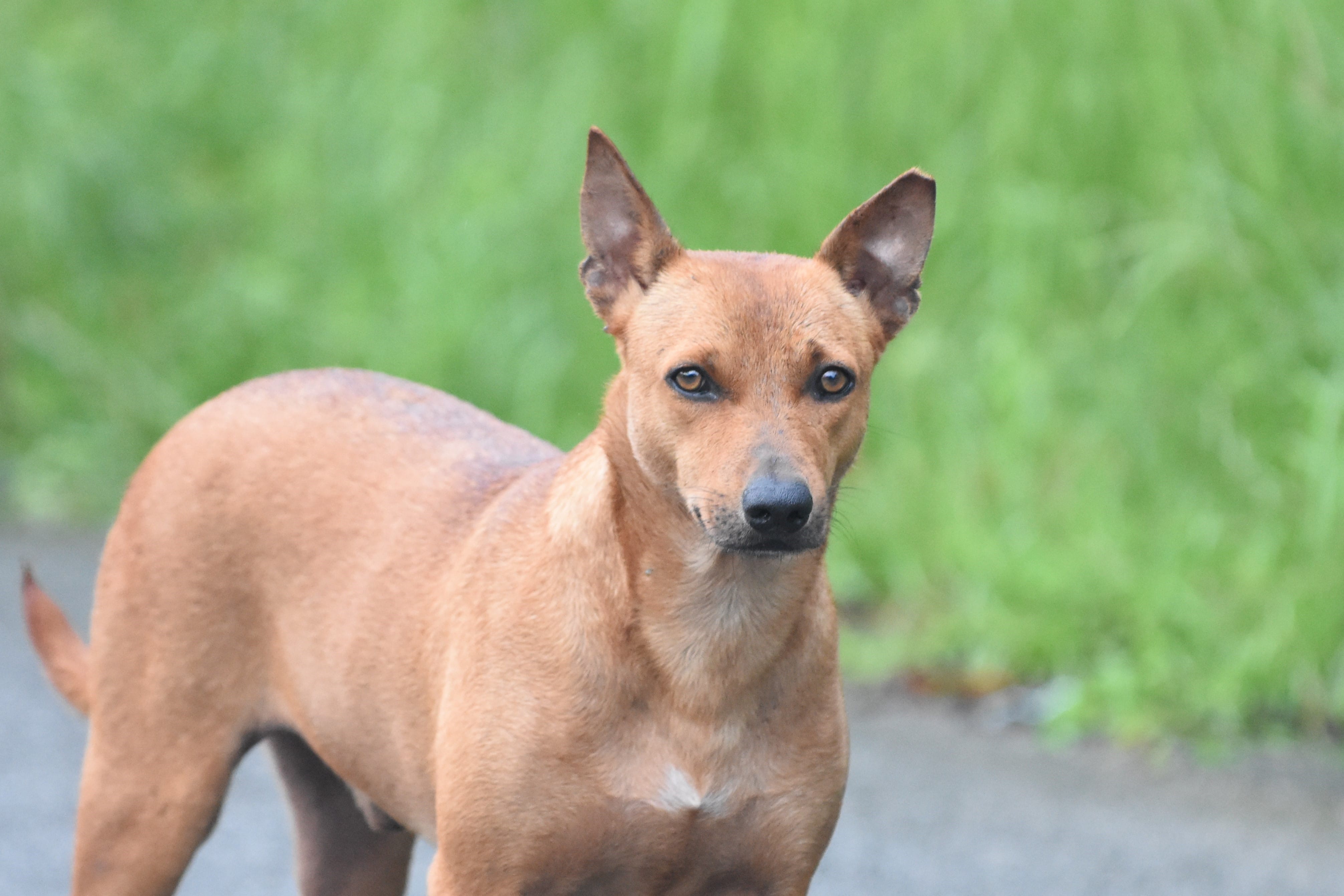 A photograph of a free-roaming dog with a tipped left ear